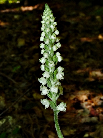 {Goodyera pubescens}